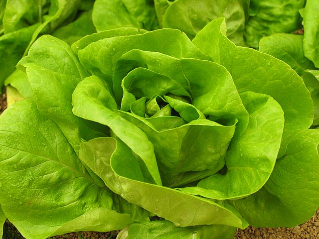 https://jamboka.com/wp-content/uploads/2013/05/salad_lettuce_zoom1.jpg