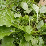 The Five Healthiest Backyard Weeds